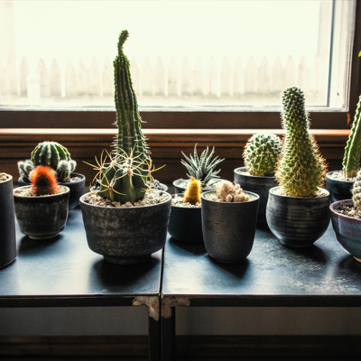 My cactus/succulent garden lives in my dining room, on a steel table in front of a southern exposure window. Each has been potted in a ceramic container handmade by ceram