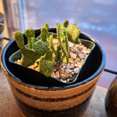 Euphorbia flanaganii cristata