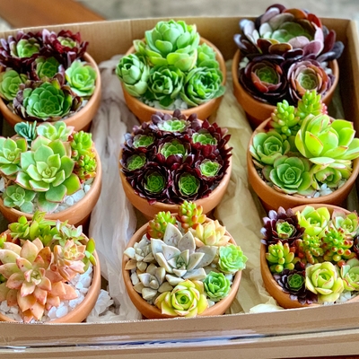 My daughter’s succulent Christmas giveaways