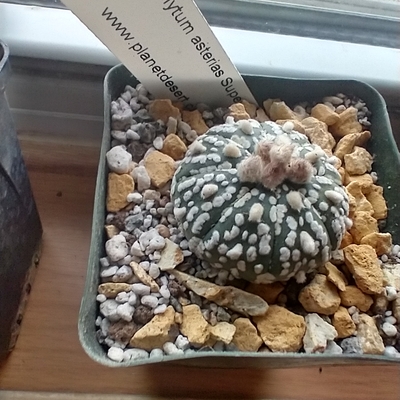 Astrophytum Asteria cv Super Kabuto 