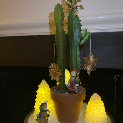 I used my euphorbia as a Christmas tree this year!