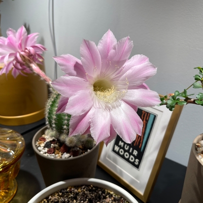 Spectacular flowers!
