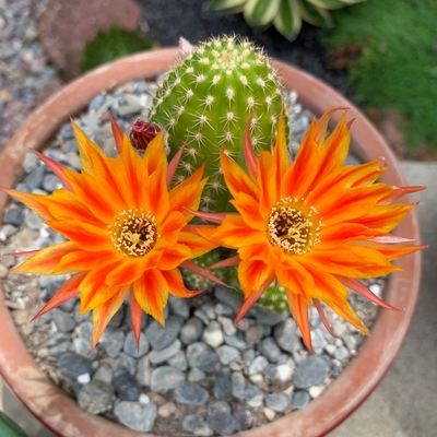 Peanut cactus