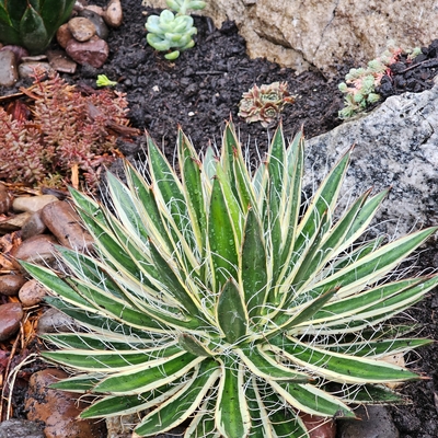 Stunning plant! Pictures can't do it justice. It has a royal presence. The agave was packaged very well and delivered in perfect shape. It looks incredibly healthy an