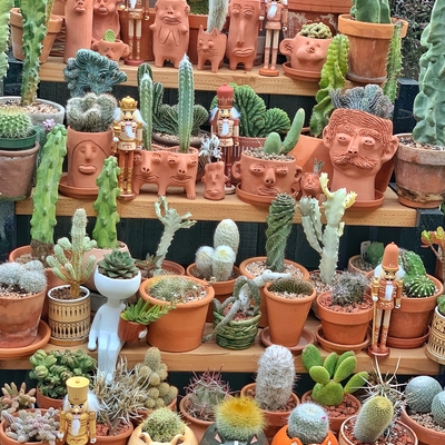 Cacti gang guarded by nutcrackers 