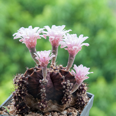 pink flower of Gymnocalycium