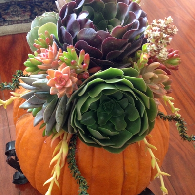 My succulent pumpkin creation