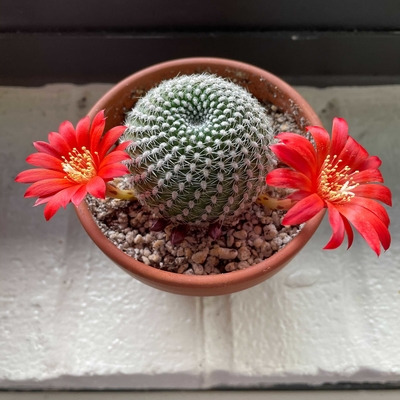 I am extremely happy with this purchase, Planet Desert does a great job packaging their cacti. My Rebutia I ordered is now blooming!!!  