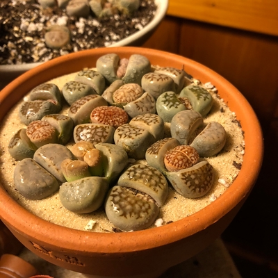 Lithops of mine 