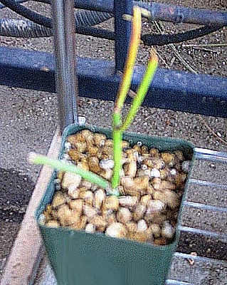  Euphorbia tirucalli