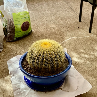 5 gal golden barrel 