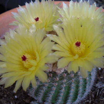 parodia scopa