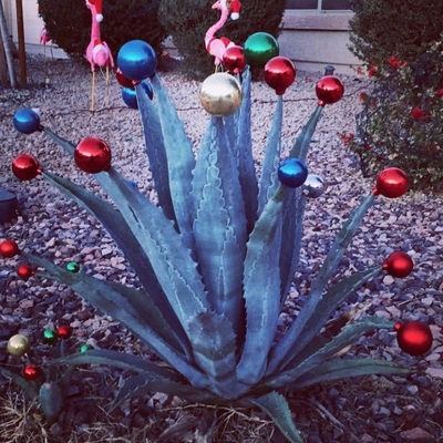 Front yard, blue agave and pink flamingos 🎅🏻