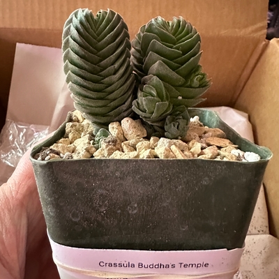 Excellent packaging, fast shipping.  Very healthy, unique plant.  I’ve had it just about 2 weeks and have a lot of new growth, I am using grow lights.  Thank you Plant De