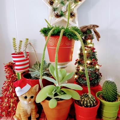 A Succulent Holiday