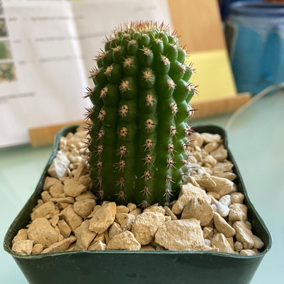 Indian Comb Cactus