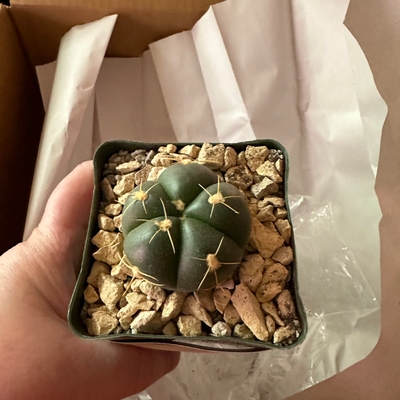 Thank you Planet Desert!!  Perfect “spider” cactus.  Excellent packaging and fast shipping.  