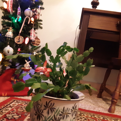 Christmas cactus with Christmas tree Native American ornaments