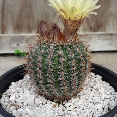 Notocactus schlosseri 