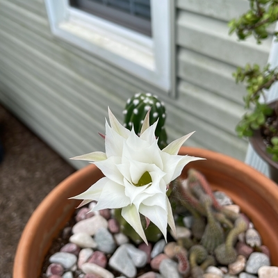 Easter lily cactus. The second blossom this year 