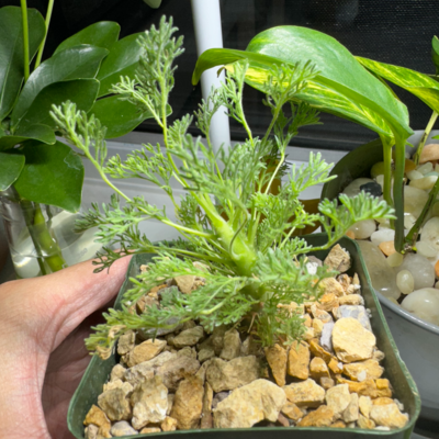 Excellent plants and wonderful packaging! 
