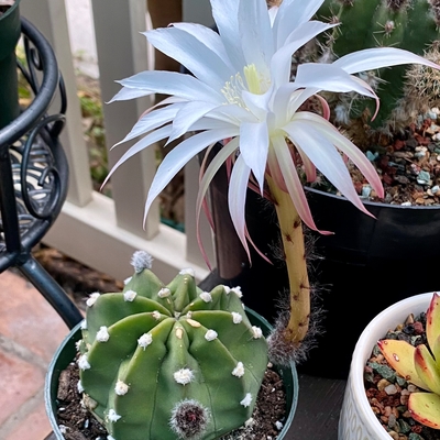 Domino Cactus - Echinopsis subdenudata 'fuzzy navel‘