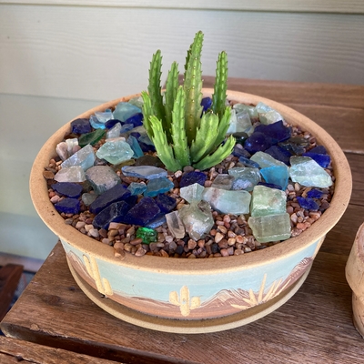 Beautiful Stapelia Scitula! Thank you Planet Desert for another great plant.
