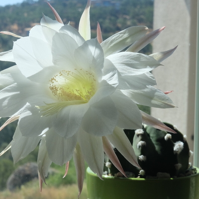 Fuzzy Navel Cactus