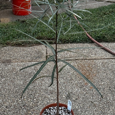 6 months after buying as a 4” potted plant 6 months ago. I’m in east Texas and I love this tree, I just bought a second one!