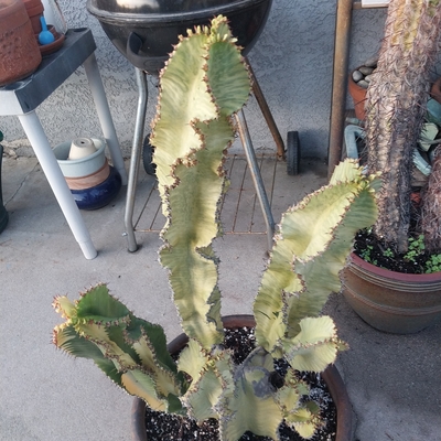 4 branch rooted cutting