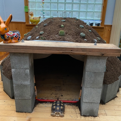 A tortoise hut for our favorite pet, adorned with cacti from your nursery. 