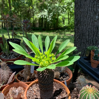 Euphorbia bupleurifolia