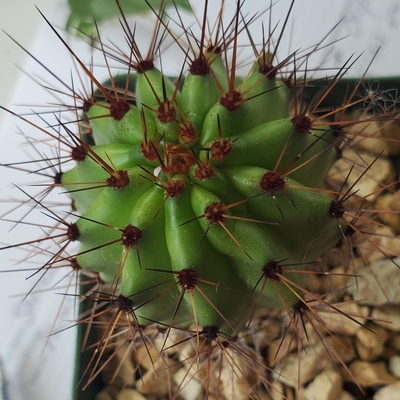 STENOCEREUS THURBERII Organ Pipe