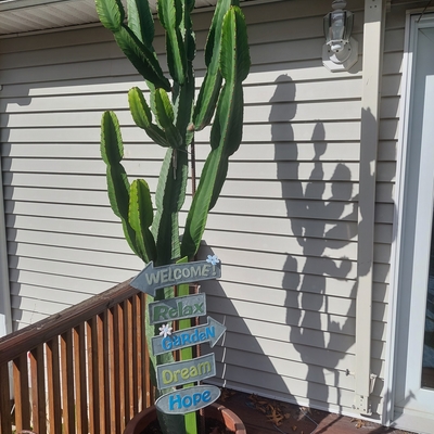 San Pedro cactus?