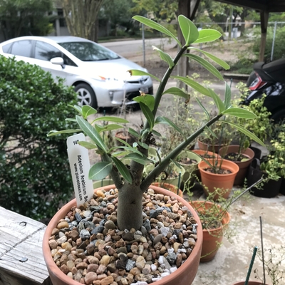 Adenium arabicum bonsai
