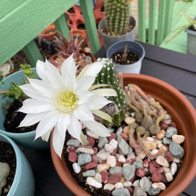 First blossom mid August 