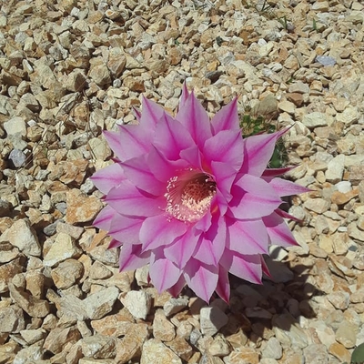 My Echinobivia Rainbow Bursts