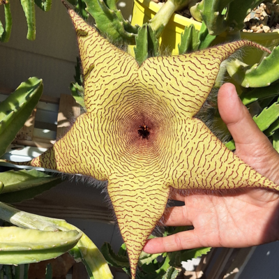 Fantastic blooms here in Texas.Planet desert has high quality Stapelia.Best fly trap mother nature ever invented besides Venus fly trap!