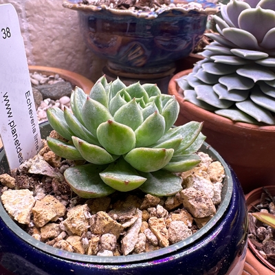Echeveria lime n chile