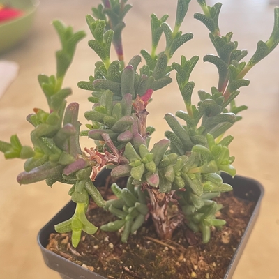 another gift