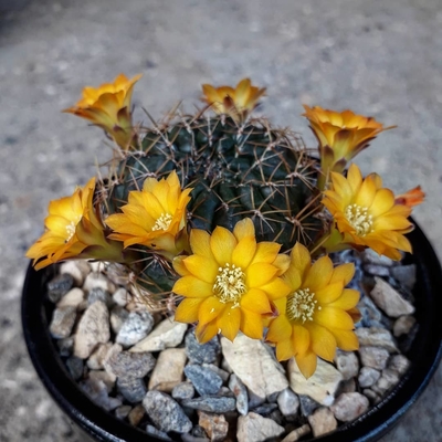 Sulcorebutia muschii 