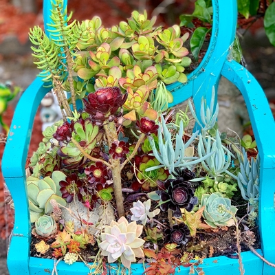 Succulents in blue chair 