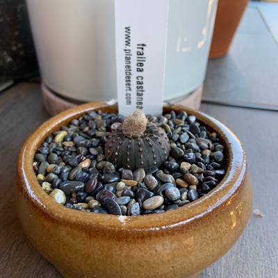 Cute small cactus 
