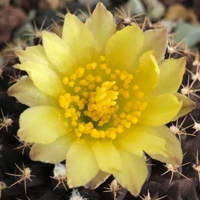 Nice flower on this cactus 🌵 