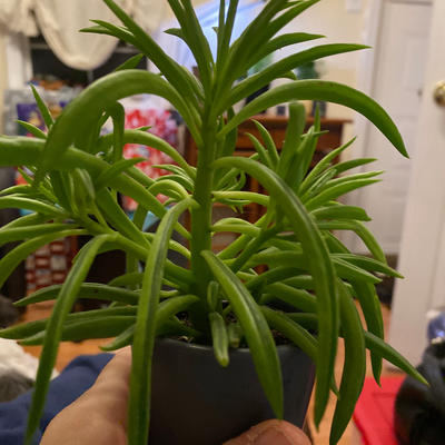 What type of plant is this 