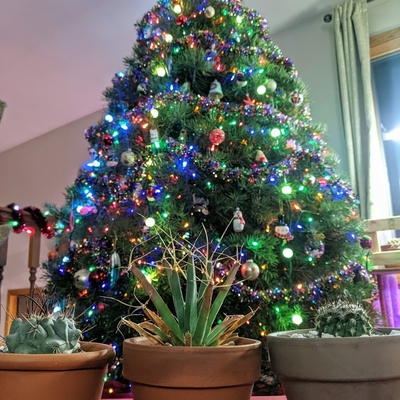 Leuchtenbergia principis, thelocactus rinconensis, and neochilena floccosa by the Christmas tree
