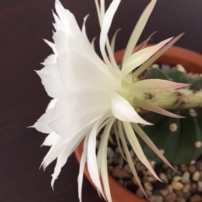 Echinopsis subdenudata