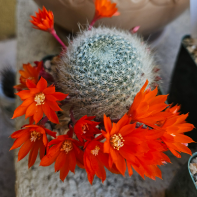 Arrived blooming and just got better!