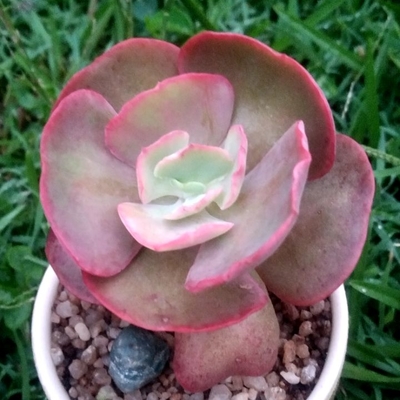 Echeveria Subrigida "Sahara"