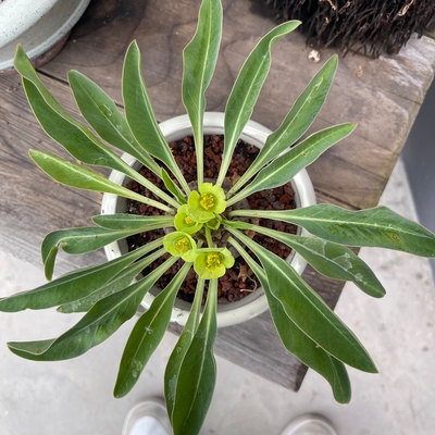 Euphorbia Bupleurifolia